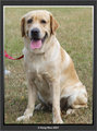 Dog - Golden Retriver