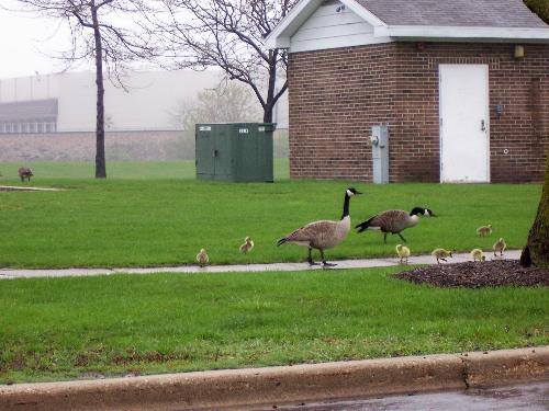 The newest Goose family - Mr. and Mrs. Goose with their new members of the family.