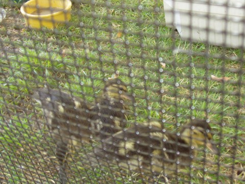 baby ducks that were rescued - These are the actual baby ducks that my husband, landlord, and their son rescued after the momma and papa ducks got 'drunk' from fermented berries in our driveway.
