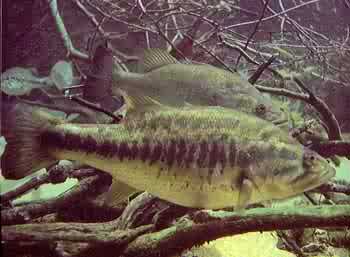 bass - Bass are definitely my top species to fish for.