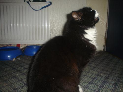 my cat Guinness, begging to be let out to terroris - here he is all innocent just begging to be let loose on the female cat world, we have noticed a large amount of mini clones