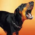 barking dog - a dog is barking