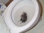 Rat in toilet! - This is aphoto of a dead rat that had crawled it way up through a toilets drain line from a creek.