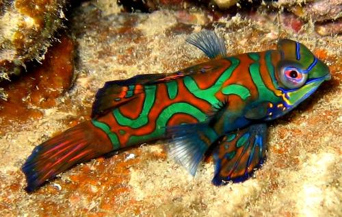 I love fish - I like this fish,so lovely