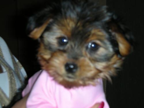 T-Cup Yorkie - Our dog