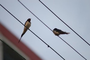 Birds - Birds on wire.