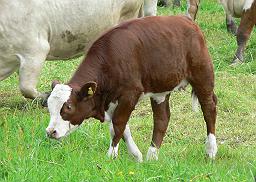 Baby Cow - Cute brown baby cow.