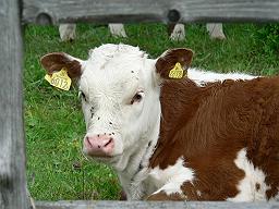 Brown and White - Brown and white cow.