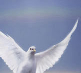 Dove - a picture of a dove