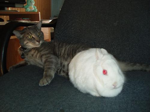 sugar my bunny - my bunny and my cat on the chair