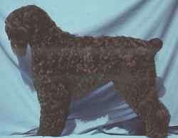 brt - A Black Russian Terrier