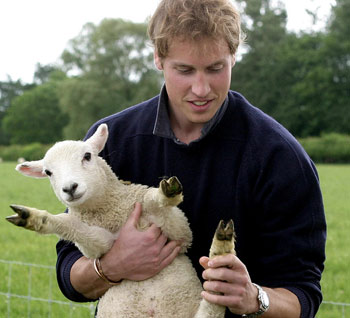 Lamb or dog? - At least Prince William knows his sheep.