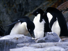 Marine Vandals - Try to protect our marine animals before they do not exist. Marine Vandals - Try to protect our marine animals before they do not exist.