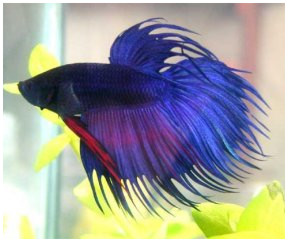 betta fish - betta fishes, or siamese fighting fishes are amongst one of people's favorite pet fishes, for its easy care and cute appearance.