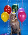 Happy Birthday from man's best friend !! - Happy Birthday from man's best friend !! Have a great day !!