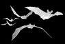 Bats - Flying bats in a darkened sky. Bats in the Belfry at Bolney are flying in the village street late at night. Bats - Flying bats in a darkened sky. Bats in the Belfry at Bolney are flying in the village street late at night.