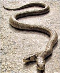 2 headed snake - 2 headed snake