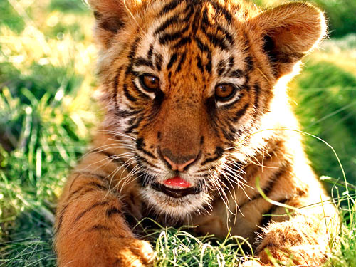 tiger cub - ohhh how cute this tiger cub is