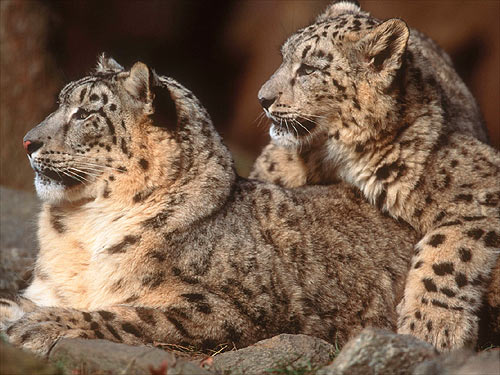 leopards - 2 lovely leoapards