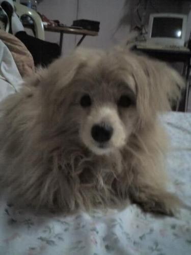 my dog - I love my dog!!!! Asrii