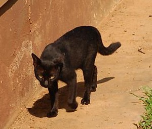 Black cat - A black cat on the path.