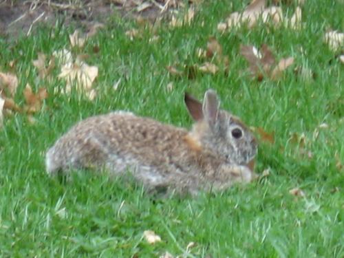 Resting A Bit - Such a cute little rabbit.