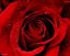 red rose - nice flower.....sing .of love....