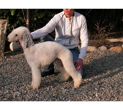 Bedlington Terrier - A Sheep?