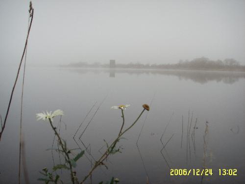 Flower in the fog. - An unusualy warm winter allows this daisy to flower in December at The Barrhead Dams, just south of Glasgow.