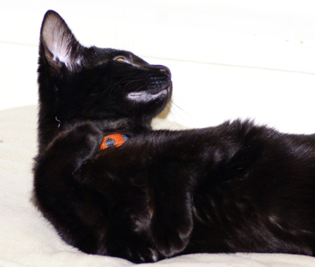 balck kitten - black kitten at play