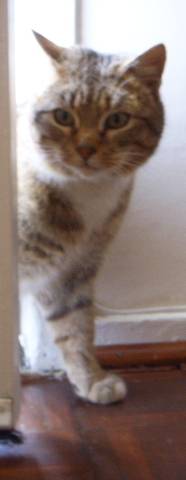 Visiting Cat. - I just happened to have my front door open when this visitor called, stopped and stared at me whilst I picked up my camera.   I gave him/her a piece of meat from the fridge, bad move, cat is now waiting on my doorstep every morning and I'm buying cat food.