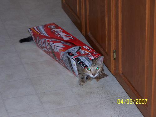 Buttons in a Coke box - She likes to hide out inside all types of boxes.