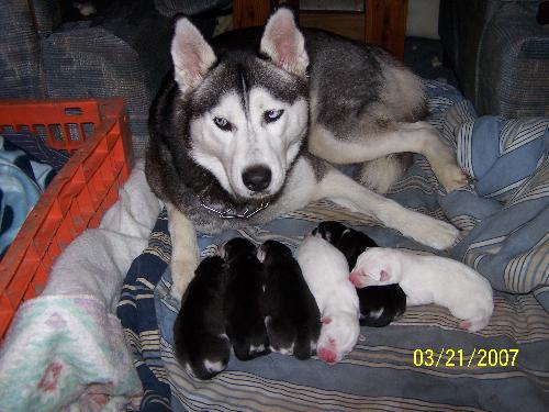 Sasha and pups - These are my Husky puppies I'm always talking about. They were born on March 21, 2007. They are my pride and joy.