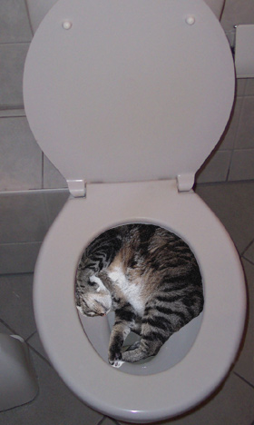 Sleeping Kitty - He Looks Comfortable dont he..lol