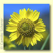 flower - Life is like a flower, so beautiful at sight, but sorrows show when it begins to wilt.