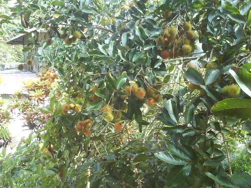 rambutan - the fruit that appear at december