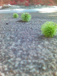 'lil rambutan - I dunno why the litle rambutan drop?