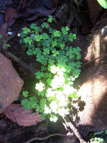 clover - i can't find four leaves clover