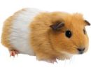 Hamsters - Very cute hamsters to love