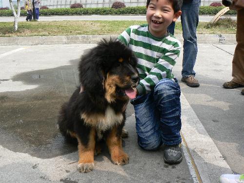 the dog from china of XiZhang  - this picture was taken by classmates.that day,he with me go aroud the Westlake of Hangzhou,luckly there have a show about dog from Xizhang,so pictured it. what do you think this picture?