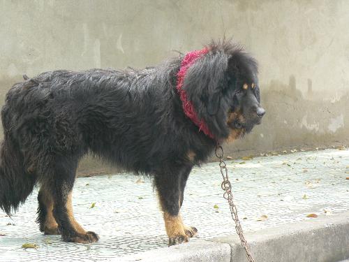 the big dog - just upload the photo of dog is young,this photo is adult,it looks very fierce,very dangerous.