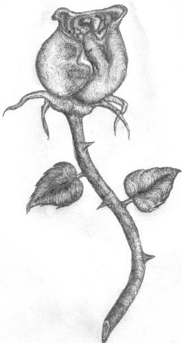Pencil Rose - Hand drawn pencil rose. 