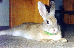 Rabbits spared further testing - How can any country inflict pain on an animal just to test cosmetics & washing liquid?