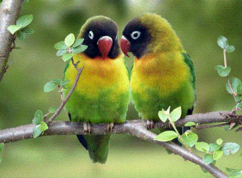love birds - in my home about 35paris of love birds are now.