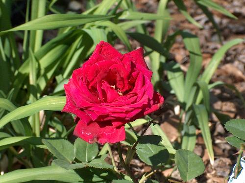 red rose - I beautiful red rose.