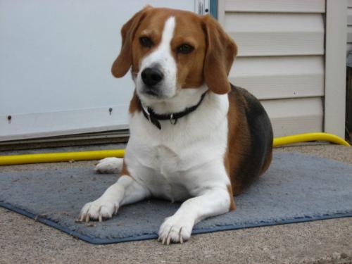 Buster - Laying on his rug on my bacl landing. he loves this yard