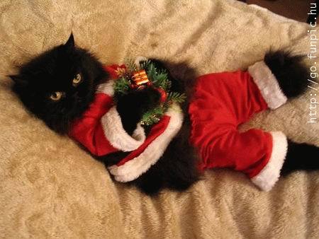 a nice black/red cat - superstitions