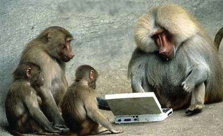 Monkeys on the Keys - Monkeys on the Computer Keys