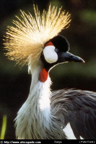 The Gorgeous Crested Crane - It is a bird with great elegeance