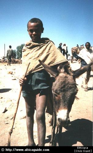 Donkeys are beasts of burden - With donkeys around work is simplified Donkeys are beasts of burden - With donkeys around work is simplified